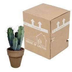 Myrtillocactus - H40cm, ø17cm - Plante D'intérieur Facile D'entretien 9 Myrtillocactus - H40cm, ø17cm - Plante D'intérieur Facile D'entretien -Flora Soldes 119cfd77764afc00