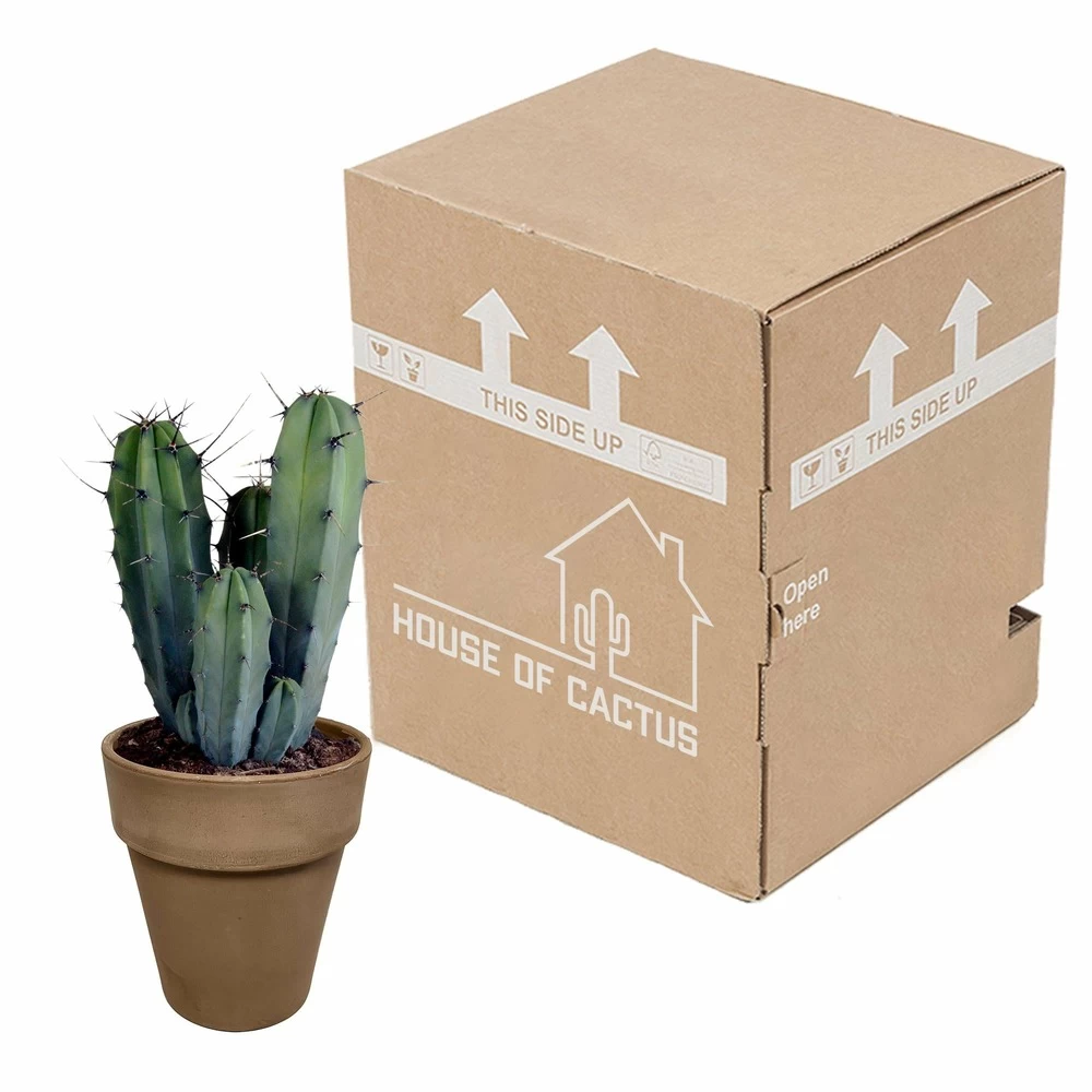 Myrtillocactus - H40cm, ø17cm - Plante D'intérieur Facile D'entretien 5 Myrtillocactus - H40cm, ø17cm - Plante D'intérieur Facile D'entretien - Image 3