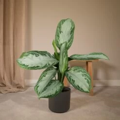Aglaonema Silver Bay - H55cm, ø17cm - Plante D'intérieur -Flora Soldes 12241e2bb0b85def