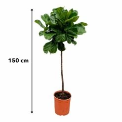 Ficus Lyrata Xl - H150cm, ø30cm - Très Grande Plante D'intérieur -Flora Soldes 147808e77ddb7acd