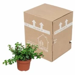 Portulacaria Afra - H25cm, ø10,5cm - Plante D'intérieur -Flora Soldes 14989b04955025a5