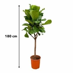 Ficus Lyrata Boom Xxl - H180cm, ø30cm - Très Grande Plante D'intérieur -Flora Soldes 14ad4fa596a5db69
