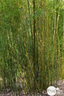 Bambou : Pot De 5 Litres 7 Bambou : Pot De 5 Litres -Flora Soldes 15449 001