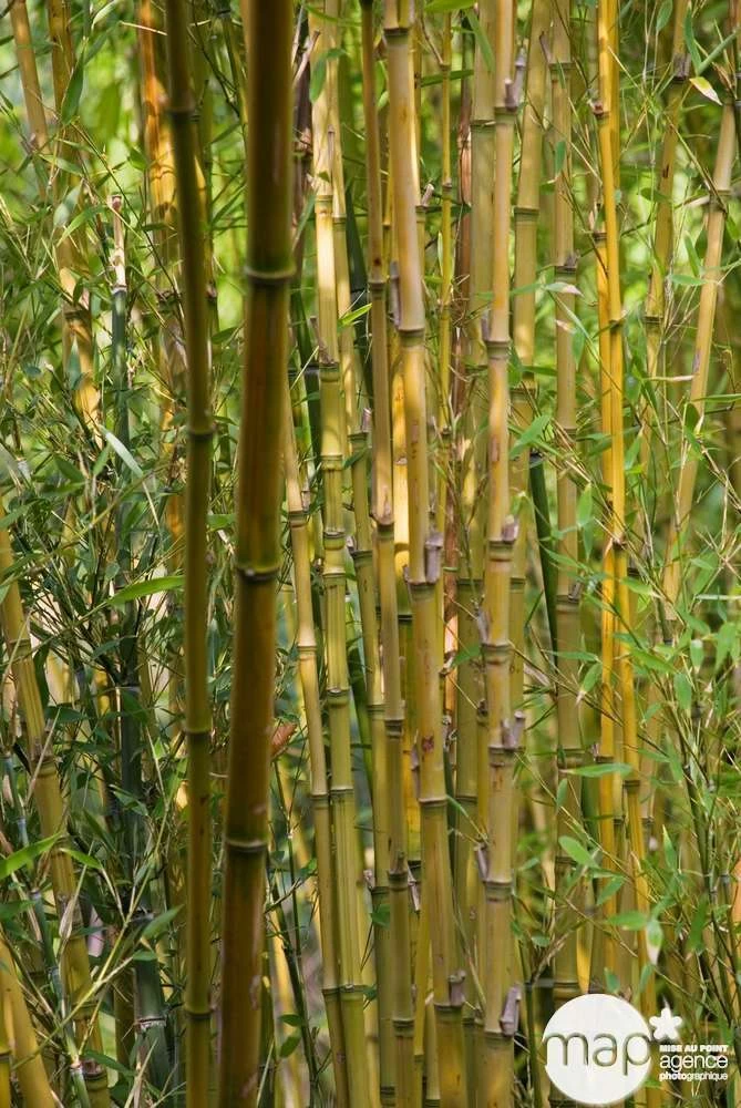 Bambou : Pot De 5 Litres 3 Bambou : Pot De 5 Litres