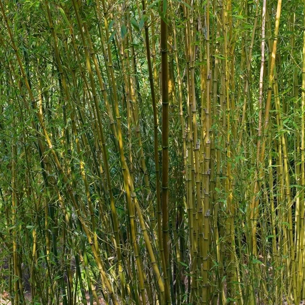 Bambou : Pot De 5 Litres 5 Bambou : Pot De 5 Litres - Image 3