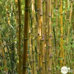 Bambou : Pot De 5 Litres 9 Bambou : Pot De 5 Litres -Flora Soldes 15449 004