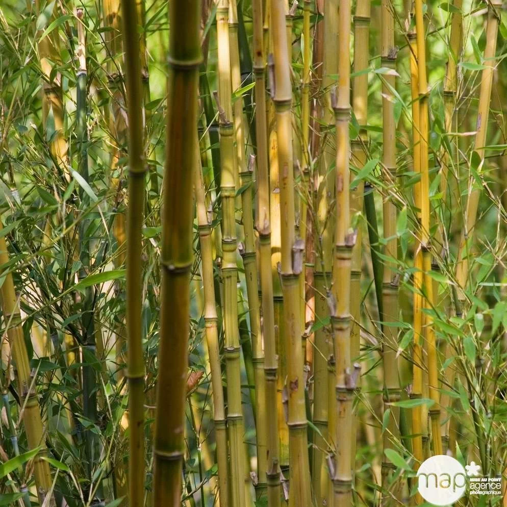 Bambou : Pot De 5 Litres 6 Bambou : Pot De 5 Litres - Image 4