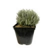 Lavande Varié : Pot 3 Litres -Flora Soldes 169560 1150396