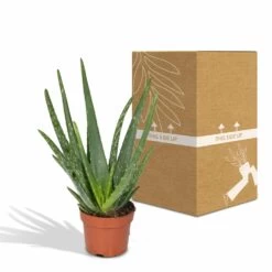 Aloe Vera - H30cm, ø12cm - Plante D'intérieur Succulente 10 Aloe Vera - H30cm, ø12cm - Plante D'intérieur Succulente -Flora Soldes 16c113bef3fab416