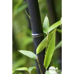 Bambou Moyen Phyllostachys Nigra 150/200 Cm: Pot De 18 Litres -Flora Soldes 170450 001