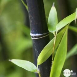 Bambou Moyen Phyllostachys Nigra 150/200 Cm: Pot De 18 Litres -Flora Soldes 170450 004