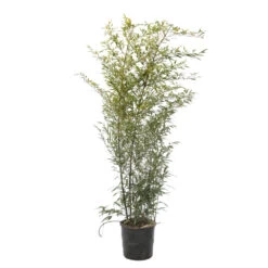 Bambou Moyen Phyllostachys Nigra 150/200 Cm: Pot De 18 Litres -Flora Soldes 170450 2058667