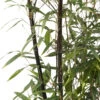 Bambou Moyen Phyllostachys Nigra 150/200 Cm: Pot De 18 Litres -Flora Soldes 170450 2058670