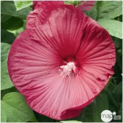 Hibiscus Moscheutos : Conteneur De 5 Litres -Flora Soldes 171264 001