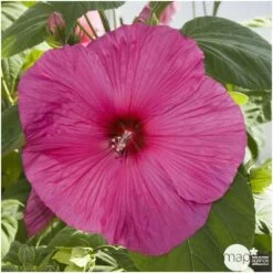 Hibiscus Moscheutos : Conteneur De 5 Litres -Flora Soldes 171264 002