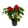 Hibiscus Moscheutos : Conteneur De 5 Litres -Flora Soldes 171264 004