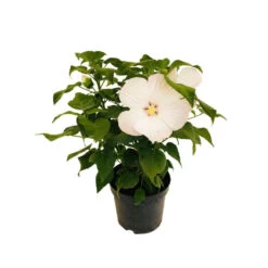 Hibiscus Moscheutos : Conteneur De 5 Litres -Flora Soldes 171264 005