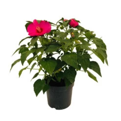 Hibiscus Moscheutos : Conteneur De 5 Litres -Flora Soldes 171264 006