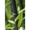 Bambou Moyen Phyllostachys Nigra: Pot De 70 Litres -Flora Soldes 171356 001