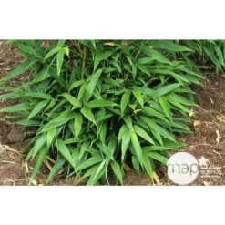 Bambou Moyen Phyllostachys Nigra: Pot De 70 Litres -Flora Soldes 171356 003