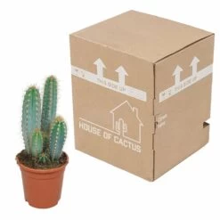 Pilosocereus Azureus - H40cm, ø17cm - Plante D'intérieur -Flora Soldes 18c76fad916e457c