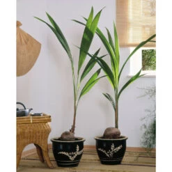 Cocotier Nucifera : Pot H.150cm -Flora Soldes 19401 001