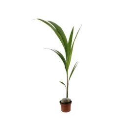 Cocotier Nucifera : Pot H.150cm -Flora Soldes 19401 004