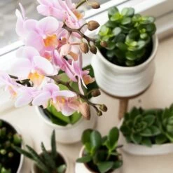 Crassula - H18cm, ø9cm - Plante D'intérieur -Flora Soldes 1a7f4419448c8208