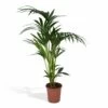 Palmier Kentia Xl - H120cm, ø24cm - Très Grande Plante D'intérieur -Flora Soldes 1aa044b0e1772fd8