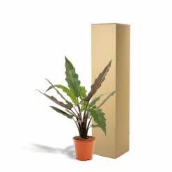 Alocasia Lauterbachiana - H80cm, ø19cm - Grande Plante D'intérieur -Flora Soldes 1b4832d161c00827