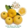 Lime Douce De Rome Bio Tailles:pot De 3 Litres, Hauteur 30/40 Cm 2 Lime Douce De Rome Bio Tailles:pot De 3 Litres, Hauteur 30/40 Cm -Flora Soldes 200c4979051b7749