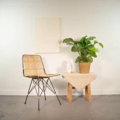 Calathea Orbifolia - H65cm, ø19cm - Plante D'intérieur -Flora Soldes 203ba73e42725d07