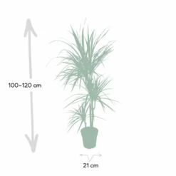 Dracaena Marginata - H115cm, ø21cm - Très Grande Plante D'intérieur -Flora Soldes 205c4d19ff1b1ad5
