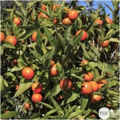 Mandarinier : Pot 45L -Flora Soldes 206779 006