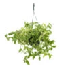 Tradescantia : Suspension Diamètre 18 Cm - Variétés Variables -Flora Soldes 21071 001