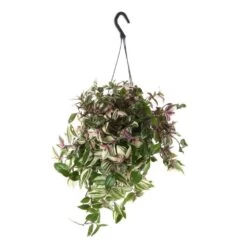 Tradescantia : Suspension Diamètre 18 Cm - Variétés Variables -Flora Soldes 21071 003