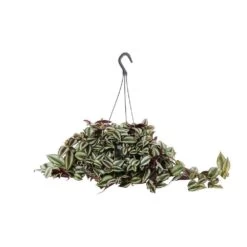 Tradescantia : Suspension Diamètre 18 Cm - Variétés Variables -Flora Soldes 21071 004