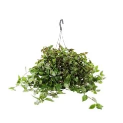 Tradescantia : Suspension Diamètre 18 Cm - Variétés Variables -Flora Soldes 21071 006