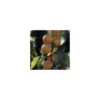 Abricotier Rouge Du Roussillon En 1/2 Tige -Flora Soldes 213323 002