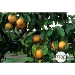 Nashi Hosui Bronze : Gobelet 3 Ans D'âge Ctr 12 Litres 8 Nashi Hosui Bronze : Gobelet 3 Ans D'âge Ctr 12 Litres -Flora Soldes 228675 002