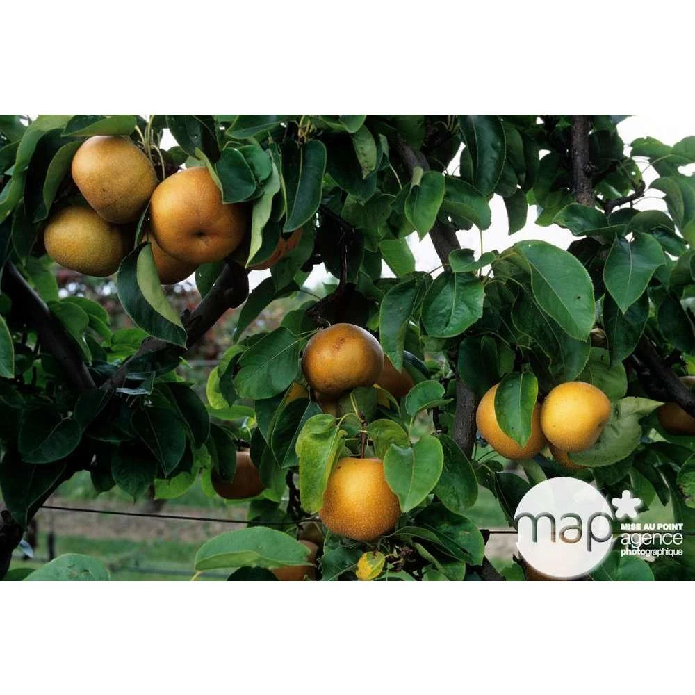 Nashi Hosui Bronze : Gobelet 3 Ans D'âge Ctr 12 Litres 4 Nashi Hosui Bronze : Gobelet 3 Ans D'âge Ctr 12 Litres - Image 2