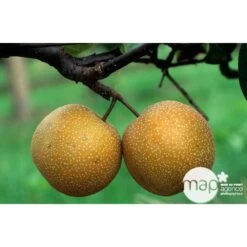 Nashi Hosui Bronze : Gobelet 3 Ans D'âge Ctr 12 Litres 9 Nashi Hosui Bronze : Gobelet 3 Ans D'âge Ctr 12 Litres -Flora Soldes 228675 003