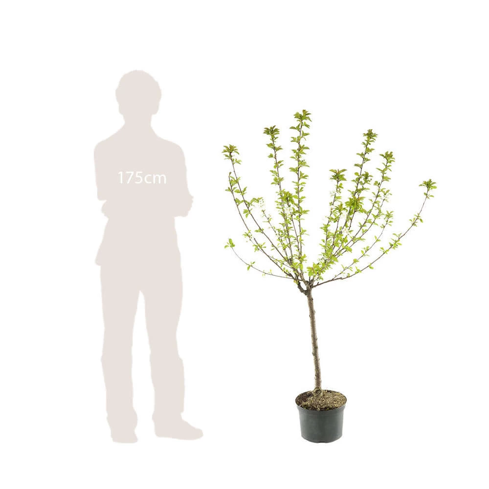 Nashi Hosui Bronze : Gobelet 3 Ans D'âge Ctr 12 Litres 7 Nashi Hosui Bronze : Gobelet 3 Ans D'âge Ctr 12 Litres - Image 5