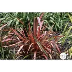 Phormium, Variétés Variables : Pot 4L 14 Phormium, Variétés Variables : Pot 4L -Flora Soldes 228928 001