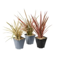 Phormium, Variétés Variables : Pot 4L 12 Phormium, Variétés Variables : Pot 4L -Flora Soldes 228928 1748536