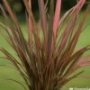 Phormium, Variétés Variables : Pot 4L -Flora Soldes 228928 2118546