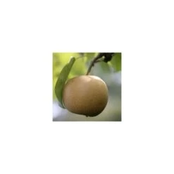 Nashi Nieiseiki : Gobelet Ctr 3 Ans D'âge 9 Nashi Nieiseiki : Gobelet Ctr 3 Ans D'âge -Flora Soldes 229605 001