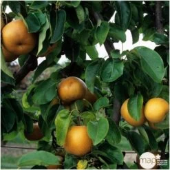 Nashi Nieiseiki : Gobelet Ctr 3 Ans D'âge 8 Nashi Nieiseiki : Gobelet Ctr 3 Ans D'âge -Flora Soldes 229605 003