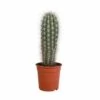 Pachycereus Pringlei - H40cm, ø17cm - Plante D'intérieur 2 Pachycereus Pringlei - H40cm, ø17cm - Plante D'intérieur -Flora Soldes 2334e26dfb6c1be2