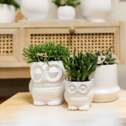 Haworthia Limifolia Et Son Cache-pot Blanc - H16cm, ø9cm - Plante D'intérieur -Flora Soldes 236755527d1c1a40